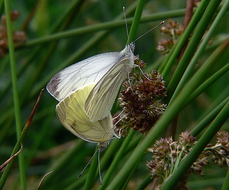 Kleingeaderdwitjes280606